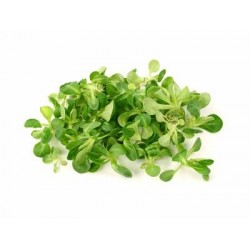 mache vrac BELG 100g