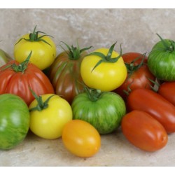 TOMATE MULTI COULEUR FRANCE...