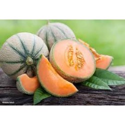 melon cal 15 ou 18  cat1 ESP