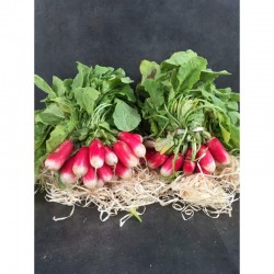 Radis Lot de 2 bottes france