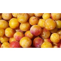  MIRABELLE