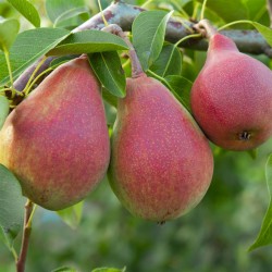 POIRE WILLIAM ROUGE afs...