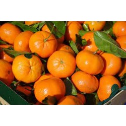  CLEMENTINE ORI  N°2 le Kg...