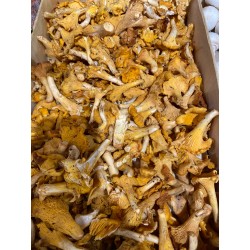 Champignon Girolle IMPORT