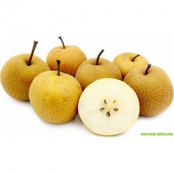 NASHI ESPAGNE KG
