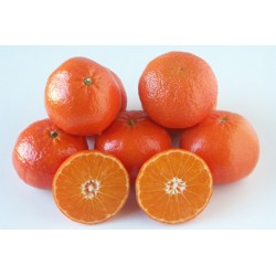  CLEMENVILLA N° 2 ESPAGNE