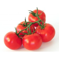  tomate grappe ESPAGNE le kg