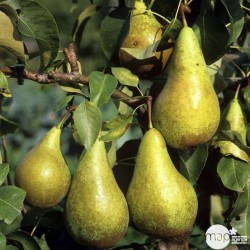  POIRE CONFERENCE FR