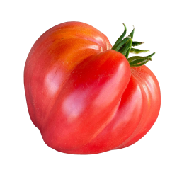  TOMATE COEUR DE BOEUF...