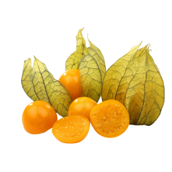 PHYSALIS COLOMBIE