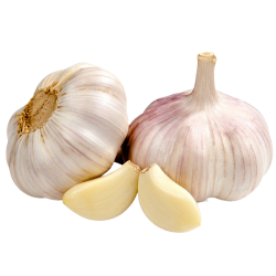 AIL FRAIS VIOLET FRANCE