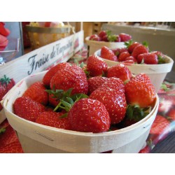FRAISES CHARLOTTE 400 GR...