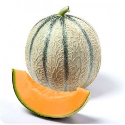 MELON BOULE D'OR FRANCE...