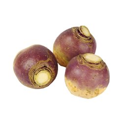  RUTABAGA France