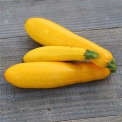  COURGETTE JAUNE HOLLANDE