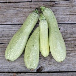  COURGETTE blanche FRANCE