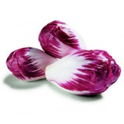 ENDIVE ROUGE FRANCE