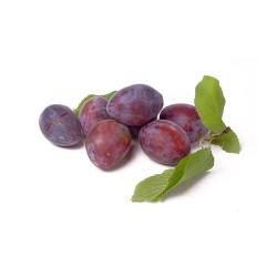  PRUNE ROUGE ESP
