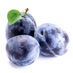 PRUNE QUETSCH FR